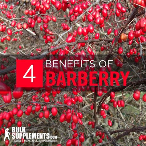 indian barberry side effects